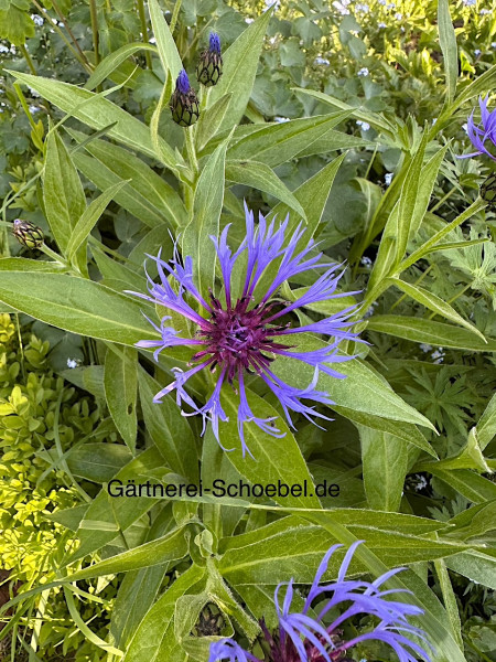 Centaurea montana (i.11cmT.) Blaue Berg-Flockenblume