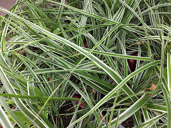 Carex oshimensis „Everest“ (i. 9cmT.)PBR, Oshimensis Segge