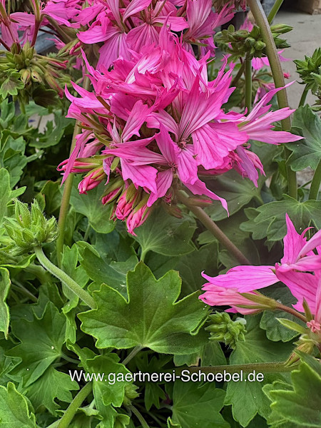 Pelargonium Sternblütige ´Fireworks rein rosa`(i11 cmT.)