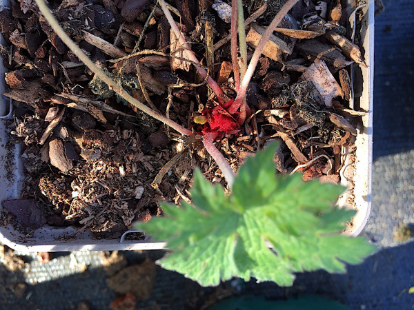Geranium "Dragon Heart" (i.9cmT.) Storchenschnabel
