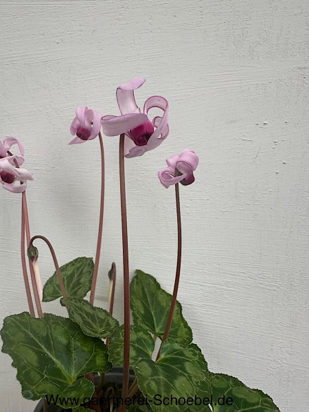 Cyclkamen persicum „curly“ (i.9cmT.), Wild Alpenveilchen