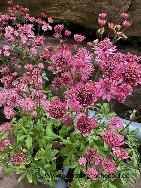 Astrantia major „Cerise Button“® (i.12cmT.), Sterndolde