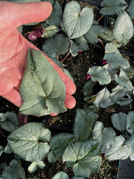 Cyclamen hederif rosa oder weiss „Silberblatt mit grüner Spitze“ (i.9cmT.)