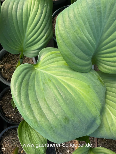 Hosta „Avocado“(i. 9cmT.) , Funkie - Duft