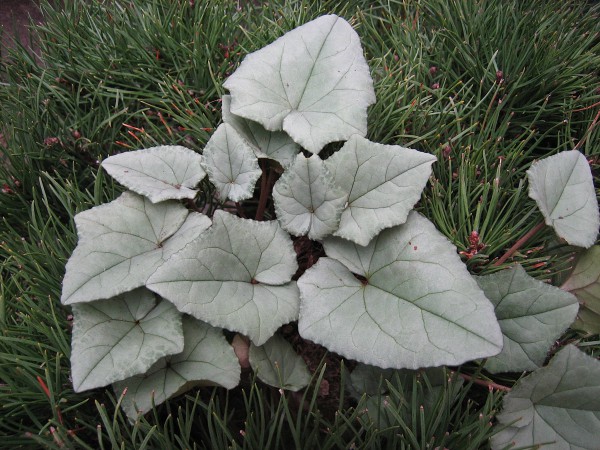 Cyclamen hederifolium silver cloud i.4 Pack Silberveilchen (i.9cmT.)Mix