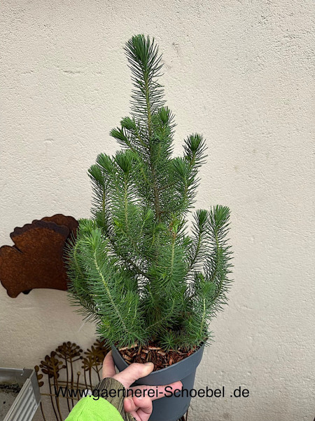 Pinus pinea „Silver Crest“ (i. 17 cmT.)Höhe zur Zeit 60 cm