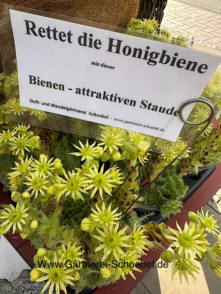 Sempervivum ciliosum (i.13cmT.)Spinnweb - Hauswurz, Blüte gelb-! selten