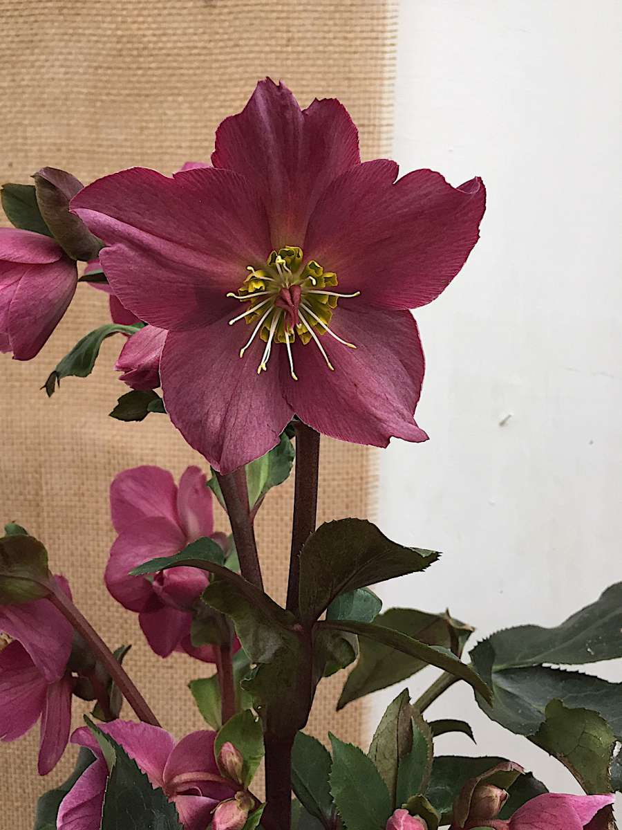 Helleborus , Christrose, rot_ x glandorfensis HGC® Ice N' Roses® Early
