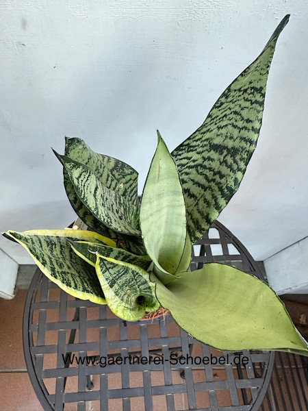 Sanseveria trifasciata „Botanical Twist“(i.14cm T.) 3 Sorten in 1 Topf, Bogenhanf