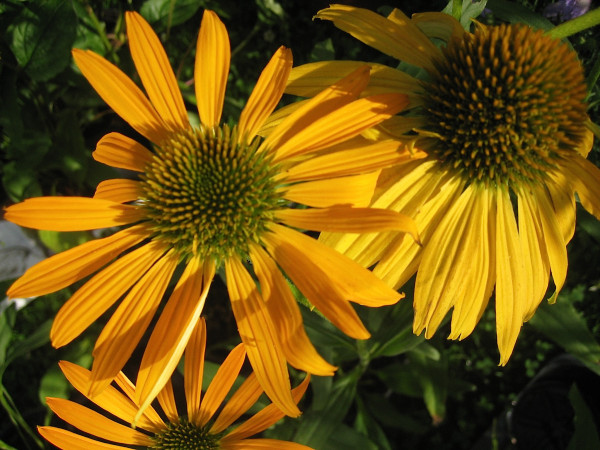Echinacea purpurea „orange“ (i.12cmT.) Sonnenhut