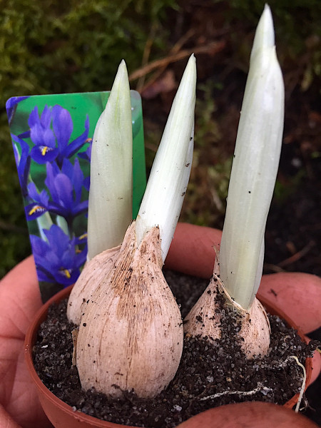 Iris reticulata „Harmony“ (3 Zwiebeln i.5 cm T.)