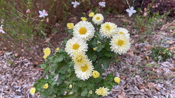 Chrysanthemum x hortorum „Poesie“ (i.11cmT.), Herbst-Chrysantheme