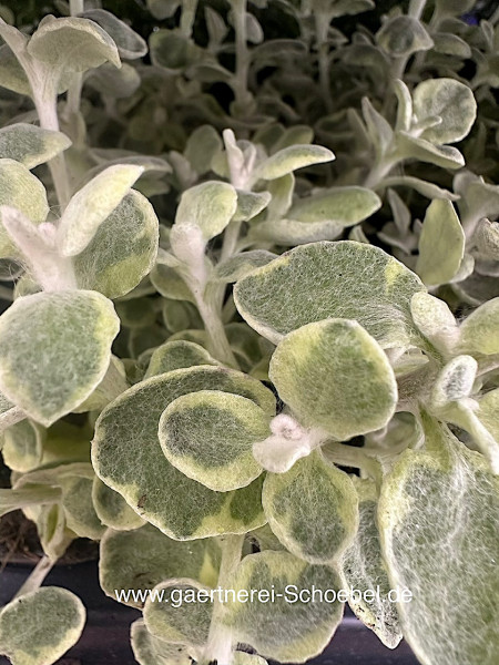 Helichrysum petiolare „variegata“ (i. 10cmT.)-Lakritz Strohblume- weiss-grün