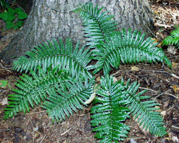 Polystichum polyblepharum `Bornim`(i.11cmT.) Japanischer Glanzschilfarn