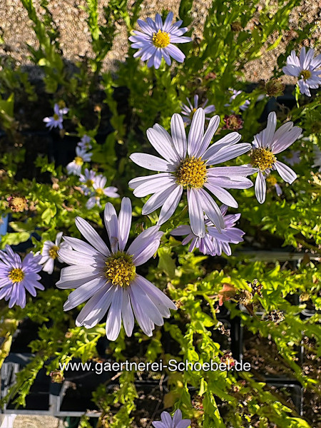Kalimeris incisa„Blue Star“ (i.9cmT.), Sibirische Buschaster, Schönaster