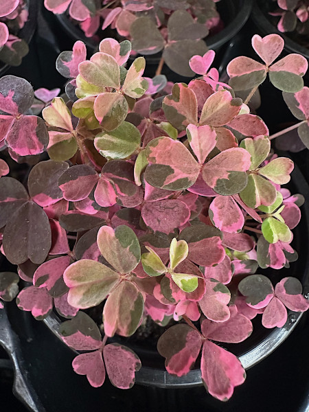 Oxalis vulcanicola „Plum Crazy(i.9cmT.) - bunter Sauer Klee