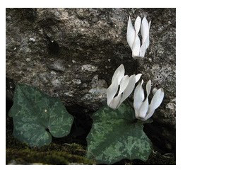 Cyclamen balearicum (i.9cmT.), duftend