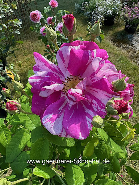 Rose gallica „Versicolor“- Historische Rose (i.7lT.)