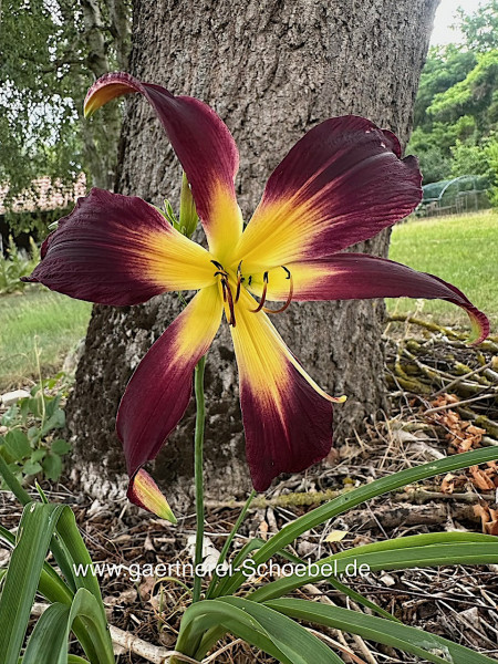 Hemerocallis Hybride „Sunshine im Burgund“ (i.11cmT.), Taglilie