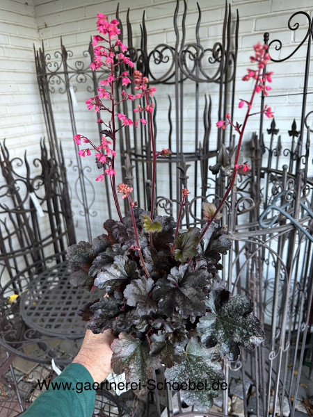 Heuchera micrantha „Black Forest Cake“ (i.12-13cmT.), Purpurglöckchen