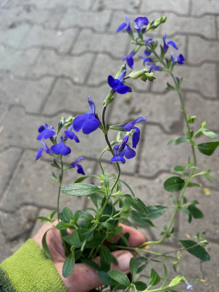 Salvia lycioides (coahuilensis) (i.2lT.), blaulippiger Pfirsichsalbei