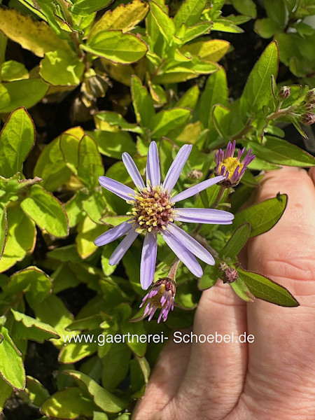 Kalimeris incisa „Nana Blue“ (i.9cmT.), Sibirische Buschaster, Schönaster