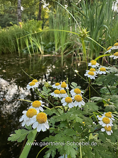 Chrysanthemum parthenium (i. 10cm T.) Mutterkraut, Speise-Chrysantheme