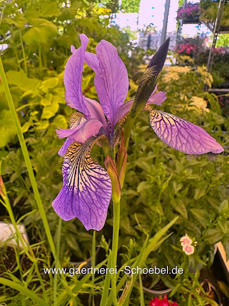 Iris sibirica „Caesar“ (ii. 11cmT.), Sibirische , Sumpf Iris