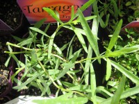 Artemisia dracunculus v. sativa (i.9cm Topf) Franzoesischer Estragon Artemisia dracunculus v. sativa (i.9cm Topf) Franzoesischer Estragon