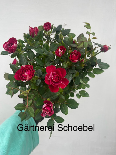 Rosa „Gigi Parade®“ (i.11cmT.), Zwerg Rose