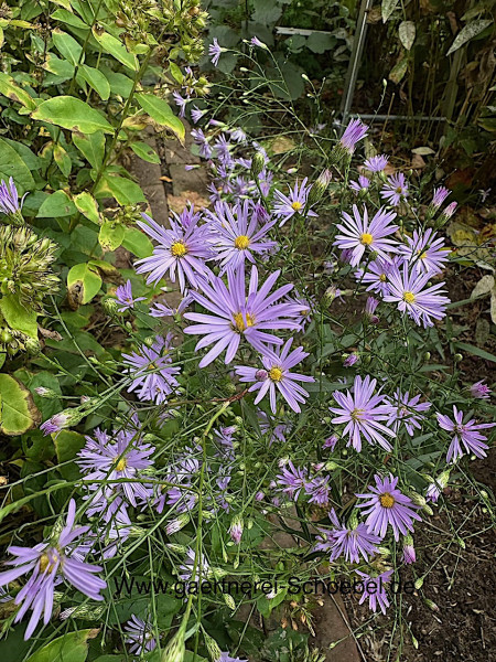 Aster turbinellus „JS®El Fin“ (i.12cmT.), Prärie Aster