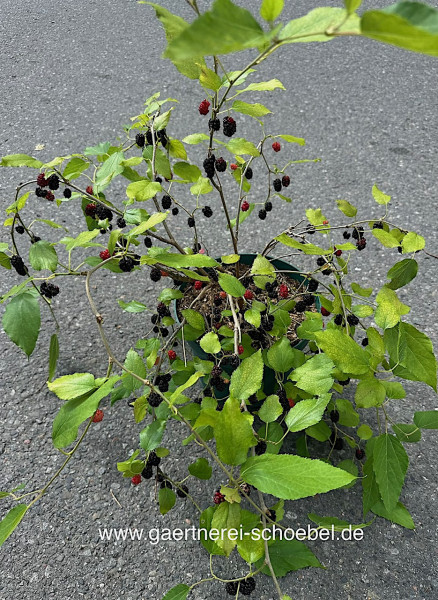 Morus nigra - Zwergform Busch(i.16cm Topf)-jetzt 50-60 schön verzweigt, Schwarze Maulbeere