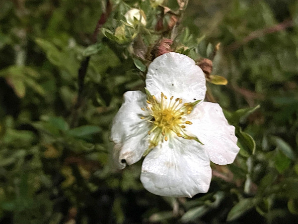 Potentilla fruticosa „Abbotswood“ weiss(i.12-13cmT.), Fünf Fingerstrauch