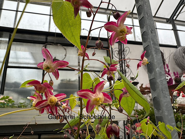 Epimedium x rubrum (i.9cmT.) Elfenblume