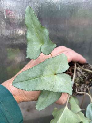 10 Blaue Glocken Blumenzwiebeln - Hyacinthoides Non-scripta 6/7cm Umfang