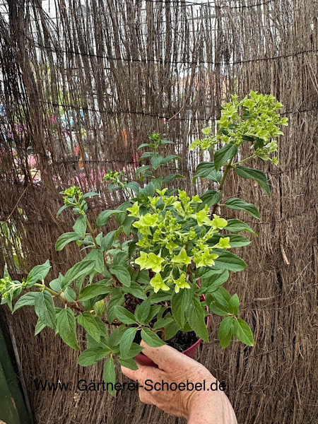 Hydrangea paniculata „Groundbreaker® Ruby-TM (i.14- 15 cmT.), Bodendecker Hortensie