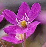 Hepatica nobilis "Red Forest" (i.7cmT.) Leberblümchen