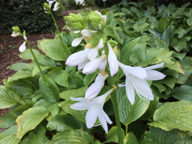 Hosta plantaginea var. grandiflora (i.9cmT.) Duft Lilien Funkie