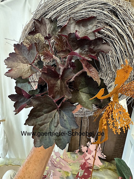 Heuchera micrantha „Black Love“ (i. 13 cm T.), Purpurglöckchen