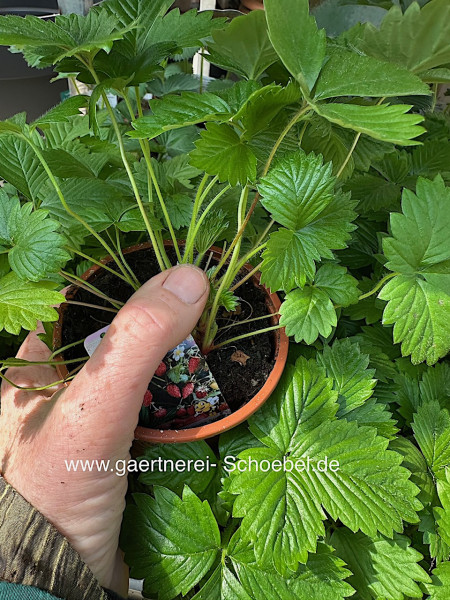 Fragaria vesca (i.9cmT.) Walderdbeere, öftertragend