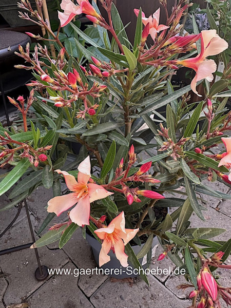 Nerium oleander „aprikot offene Blüte“ (i.ca. 18cm T.)