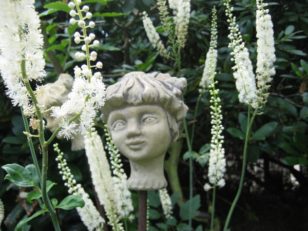 Cimicifuga (Actaea) simplex "White Pearl" (i.13cmT.) Trauben-Silberkerze