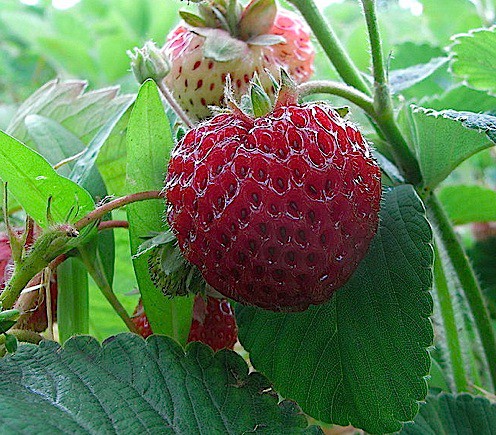 Fragaria "Mieze Schindler" (i.10 cm T.) Himbeer Erdbeere