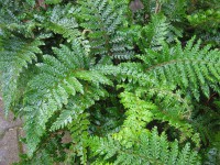 Polystichum polyblepharum "Jade"(16cmTopf) Japanischer Glanzschildfarn Polystichum polyblepharum "Jade"(16cmTopf) Japanischer Glanzschildfarn