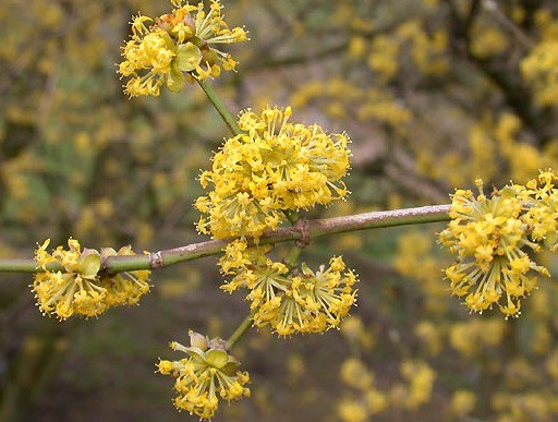 Cornus mas (7lT.) Grösse jetzt 80-100 cm Kornelkirsche