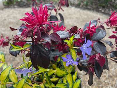 Pelargonium Noel latest Gorden Rosenknospig Duftblatt