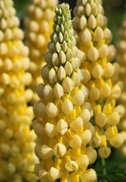 Lupinus poly. „Legendary Yellow Shades“ (i.9cmT.)