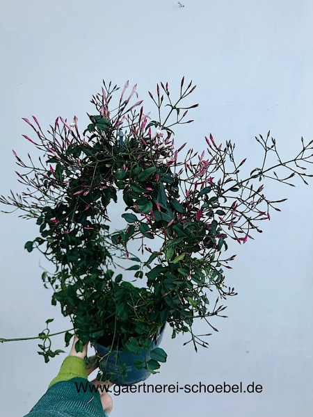 Jasminum- Duft polyanthum - NEU- „Passion Dark Pink“(i.12cmT.), Zimmer Jasmin
