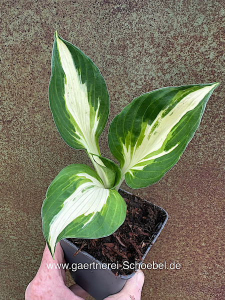 Hosta "Vulcan“ (i.9cmT.)