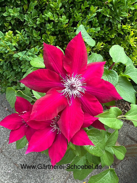 Clematis „Nubia“ (i.1,5lT.), Waldrebe super Dauerblüher